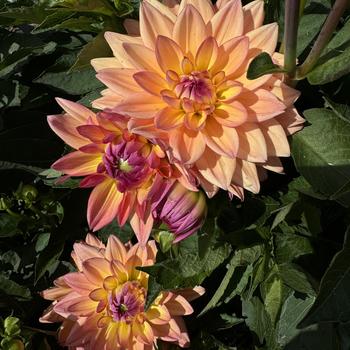 Dahlia 'Miss Mandy' 