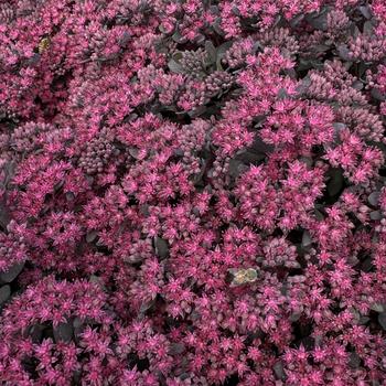 Sedum 'Dazzleberry' PP22457