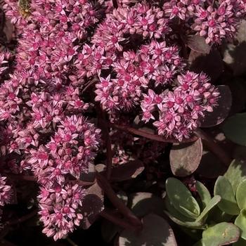 Sedum 'Cherry Tart' PP24603