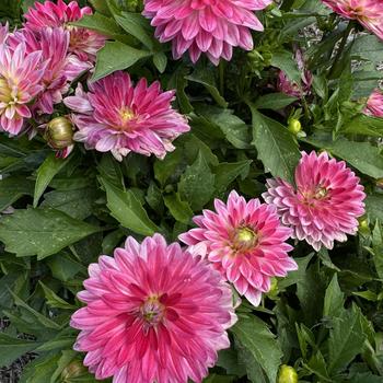 Dahlia Venti™ '' (273777)