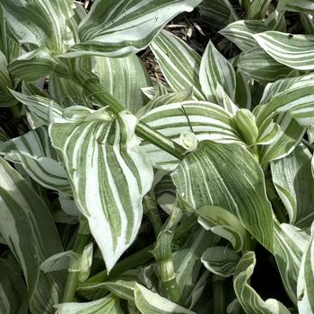 Tradescantia 'Pistachio White' 