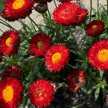 Bracteantha bracteata 'Granvia Crimson Sun' (273781)