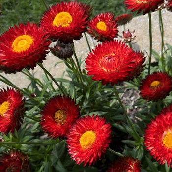 Bracteantha bracteata 'Granvia Crimson Sun' 