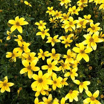 Bidens 'Yellow' SUNBIDEVB 1