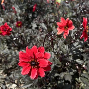 Dahlia pinnata 'Black Forest Ruby' (273785)