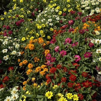 Zinnia 'Belize Double Mix' (273788)