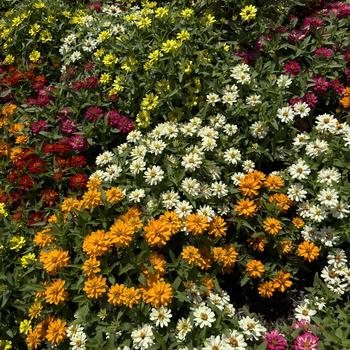 Zinnia 'Belize Double Mix' 