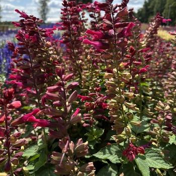 Salvia 'Red Flamingo' PPAF, Can PBRAF