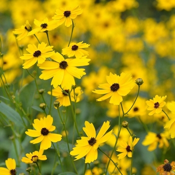 Coreopsis palustris 'Summer Sunshine' 