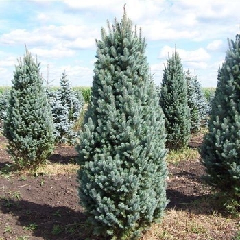 Picea pungens 'Glauca Fastigiata' 