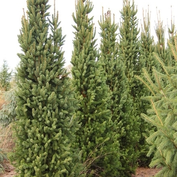 Picea abies 'Cupressina' 