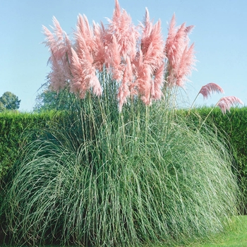 Cortaderia selloana 'Rosea' 