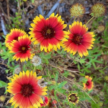 Gaillardia pulchella