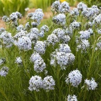 Amsonia hubrichtii 'String Theory' 