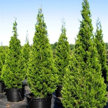 Juniperus virginiana 'Brodie' 