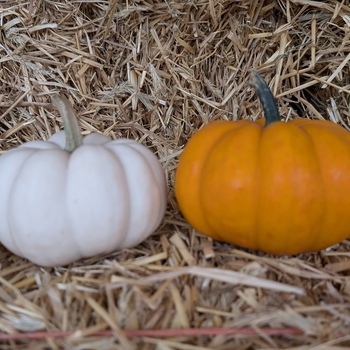 Cucurbita pepo 'Munchkin' 