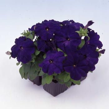 Petunia 'Mambo GP Blue' 