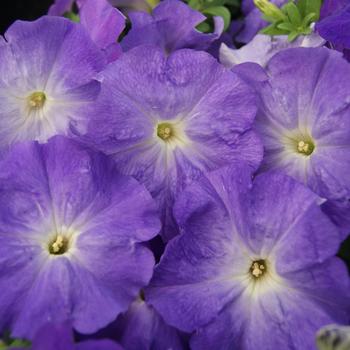 Petunia 'Mambo GP Blue Sky' 