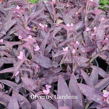 Tradescantia pallida