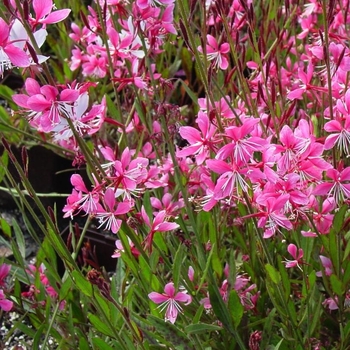 Gaura lindheimeri 'Siskiyou Pink' 