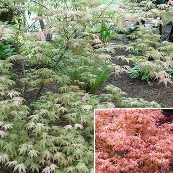 Acer palmatum 'Peaches and Cream' 