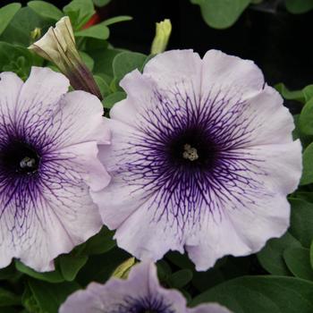 Petunia 'Mambo GP Blue Vein' 