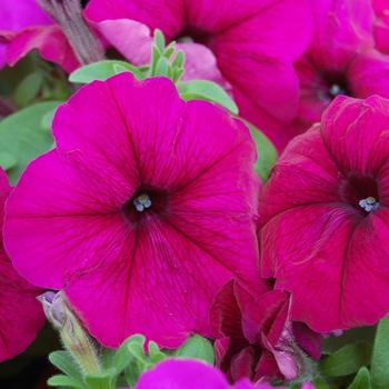 Petunia 'Mambo GP Burgundy' 