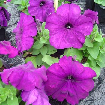 Petunia 'Mambo GP Deep Purple' 