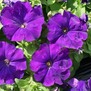 Petunia 'Mambo GP Mid Blue' 