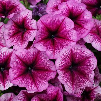 Petunia 'Mambo GP Orchid Vein' 