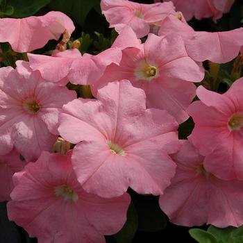 Petunia 'Mambo GP Peach' 