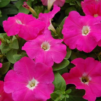 Petunia 'Mambo GP Pink' 