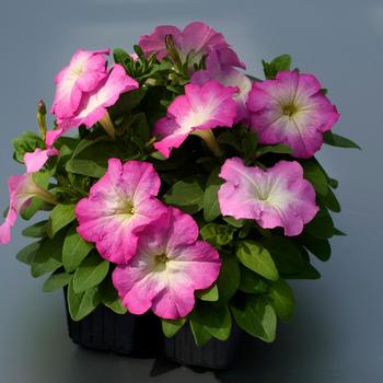 Petunia 'Mambo GP Pink Morn' 