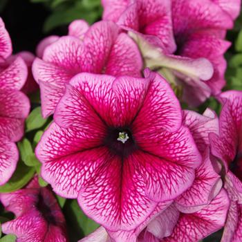 Petunia 'Mambo GP Plum' 