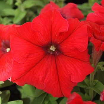 Petunia 'Mambo GP Red' 