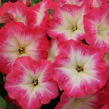 Petunia 'Mambo GP Red Morn' 