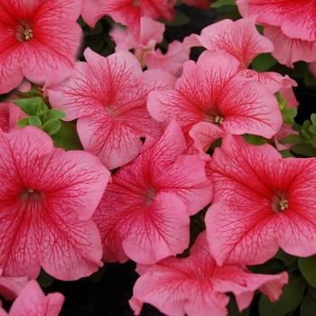 Petunia 'Mambo GP Red Vein' 