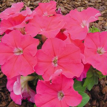 Petunia 'Mambo GP Rose' 