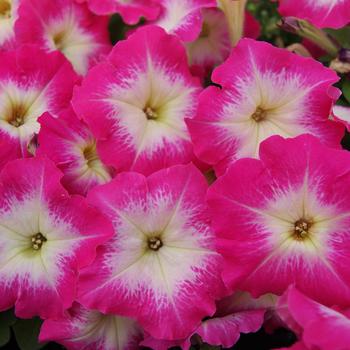 Petunia 'Mambo GP Rose Morn' 