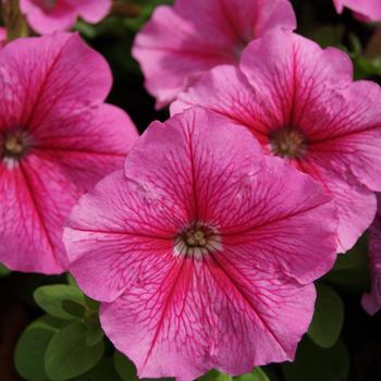 Petunia 'Mambo GP Rose Vein' 