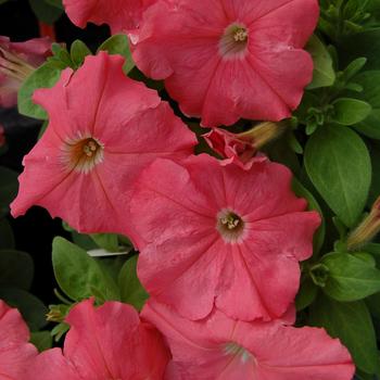 Petunia 'Mambo GP Salmon' 