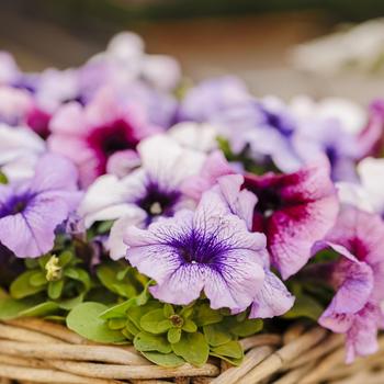 Petunia 'Mambo GP Vein Mix' 