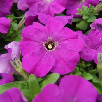 Petunia 'Mambo GP Violet' 