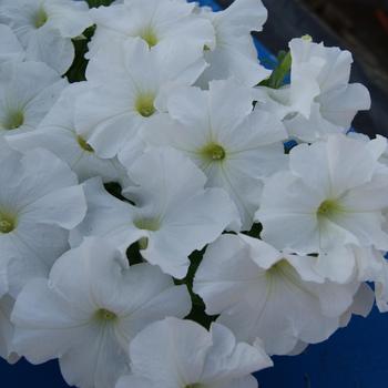 Petunia 'Mambo GP White' 