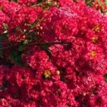 Lagerstroemia 'GAMAD-VI' 