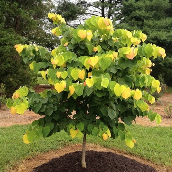 Cercis canadensis 'JN15' 