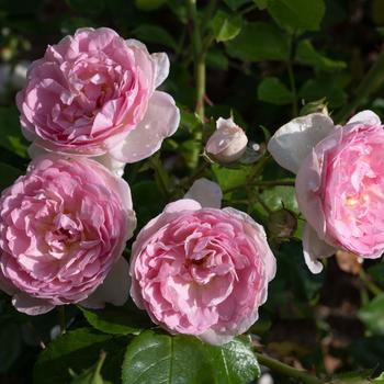 Rosa Romantica® 'Ball Gown™' (273923)