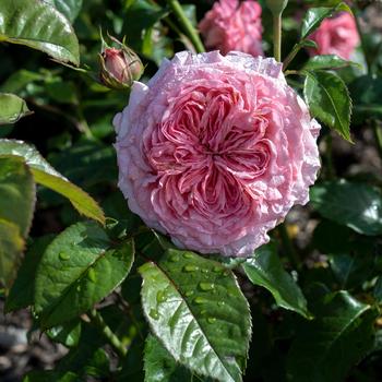 Rosa Romantica® 'Ball Gown™' (273924)