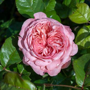 Rosa Romantica® 'Ball Gown™' (273925)