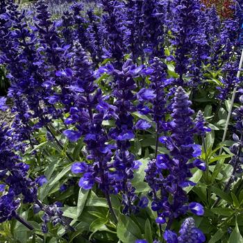 Salvia farinacea 'Midnight Candle' 